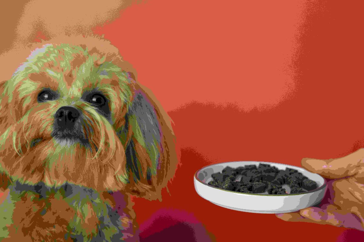 Don’t Feed Your Puppies These Meals EVER: Maintain your Furry Buddy Safe & Healthful