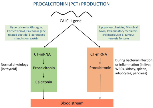 What is Procalcitonin (PCT)?