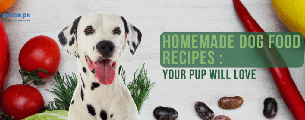 Homemade Dog Food Recipes Your Pup Will Love