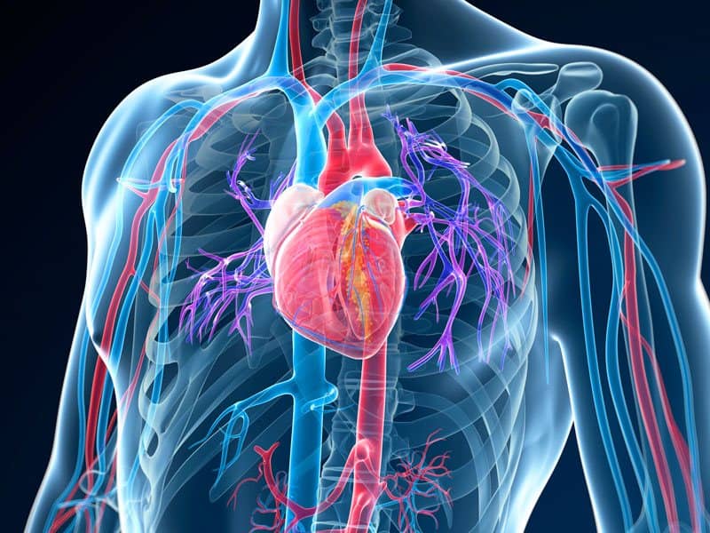 Heart Scan: Advanced Imaging for Cardiac Health Assessment
