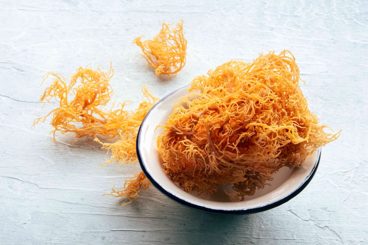 Unlock the Ocean’s Secret: How Sea Moss Benefits Australians